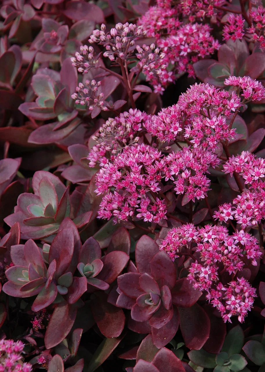 sedum_firecracker1__18941.1652708528.1280.1280.jpg.webp