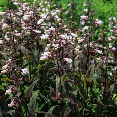 Dark Towers Penstemon - 1 Gallon Container