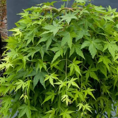 Ryusen Weeping Japanese Maple