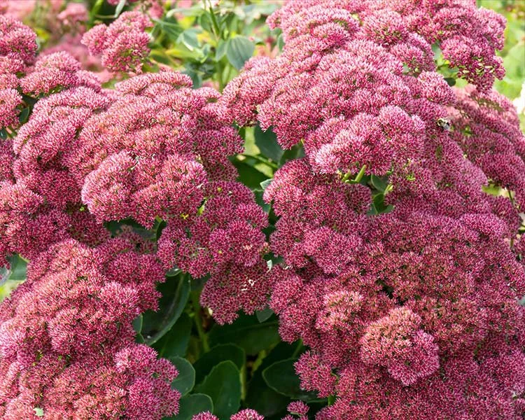 Sedum-Autumn-Joy.jpg