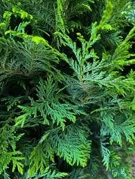 Soft Serve Cypress - 10 Gallon Container