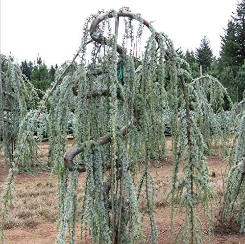 Weeping Blue Atlas Cedar