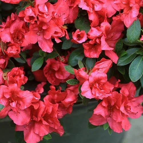 Bloom-A-Thon Red Reblooming Azalea - 3 Gallon Container