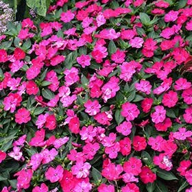 Sunpatiens Rose Glow - Ten 4.5 inch Containers