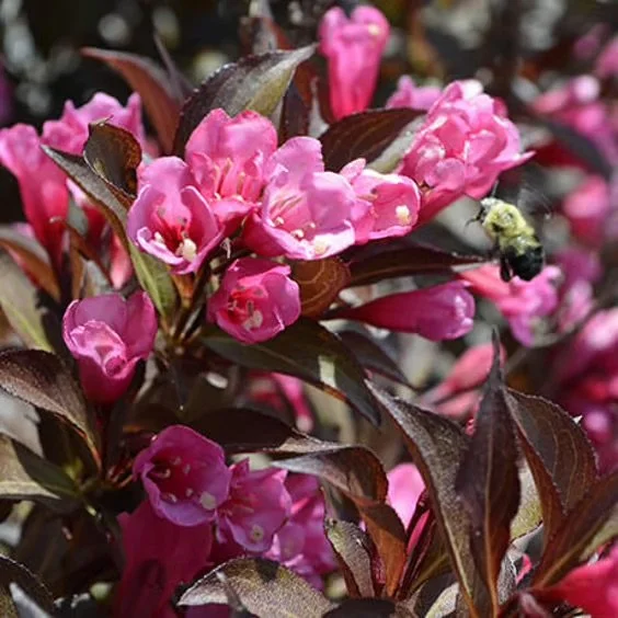weigela-wine-and-roses-600x600-2.jpg