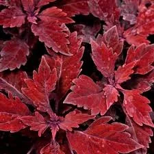 Sun Coleus Salsa Roja - Ten 4.5 inch Containers
