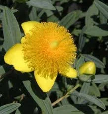 Sunburst St. John's Wort
