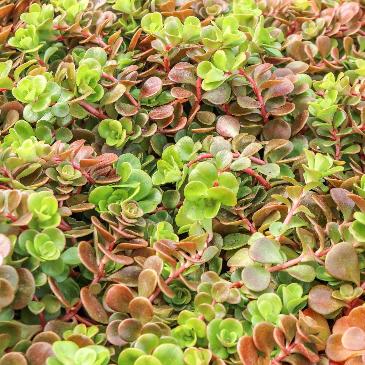 Coral Reef Chinese Sedum
