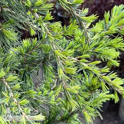 Karl Fuchs Himalayan Cedar