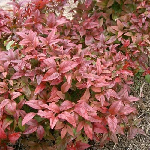 1280px-Nandina_domestica_cv_Otafukunante1.jpg