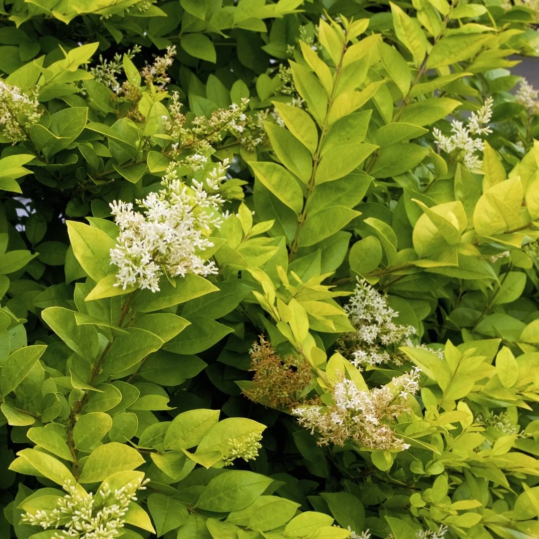 Vicary Golden Privet - 3 Gallon Container