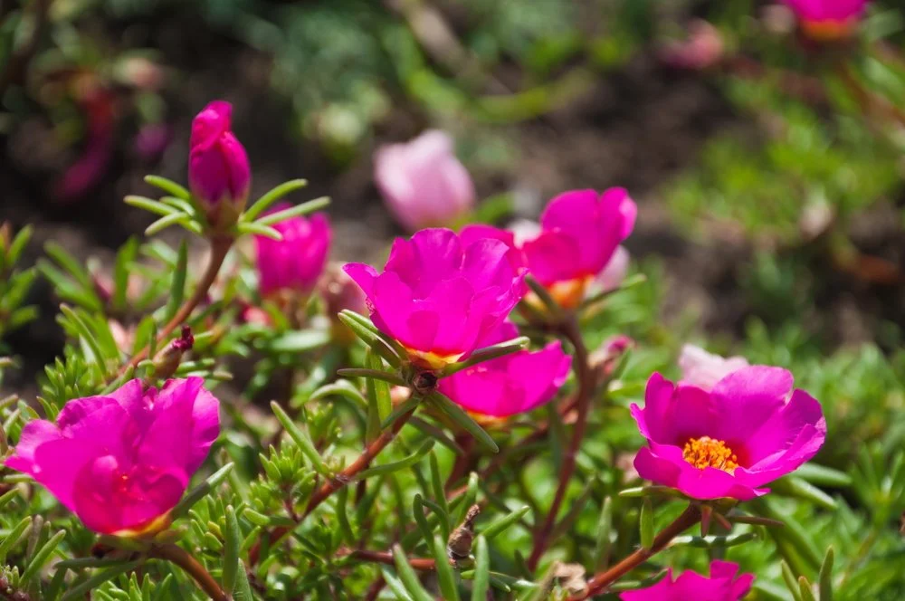 purslane magenta.jpg
