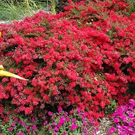 Cherry Dazzle Dwarf Crape Myrtle - 3 Gallon Container