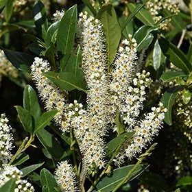 Jade Enchantress Cherry Laurel