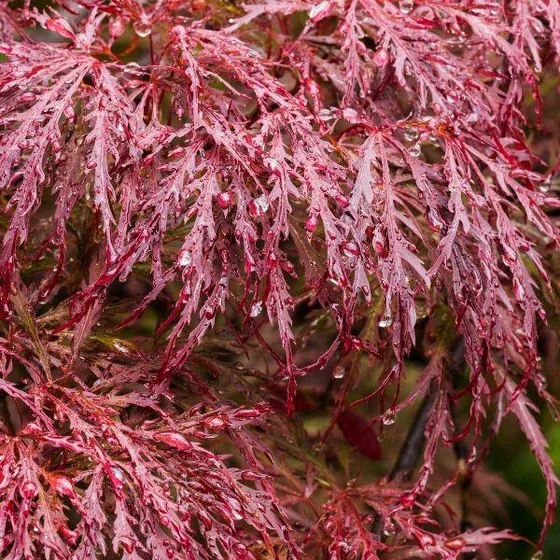 Crimson Queen Japanese Maple