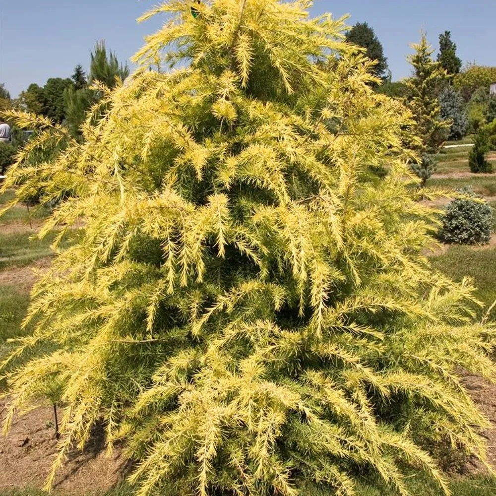 Golden Deodar Cedar