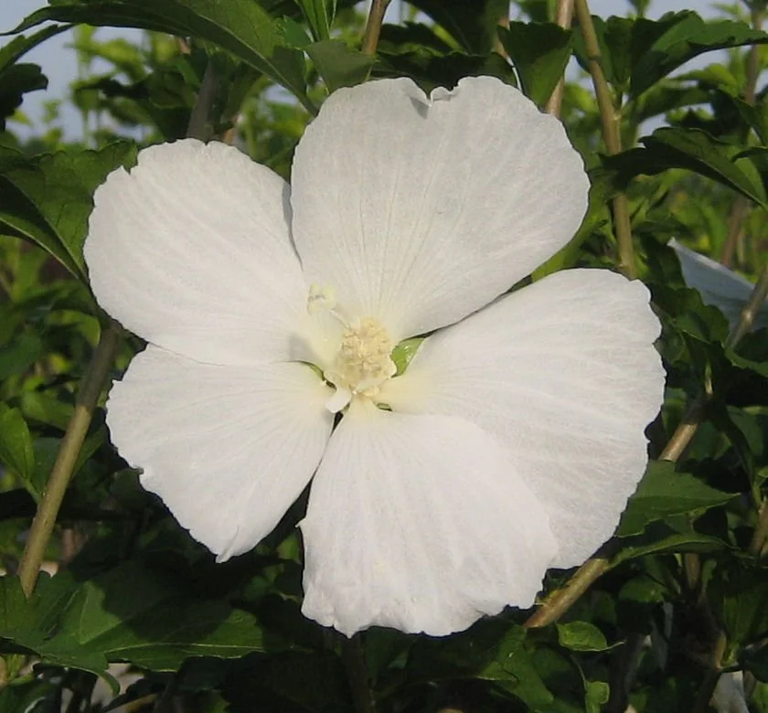 Diana Rose of Sharon