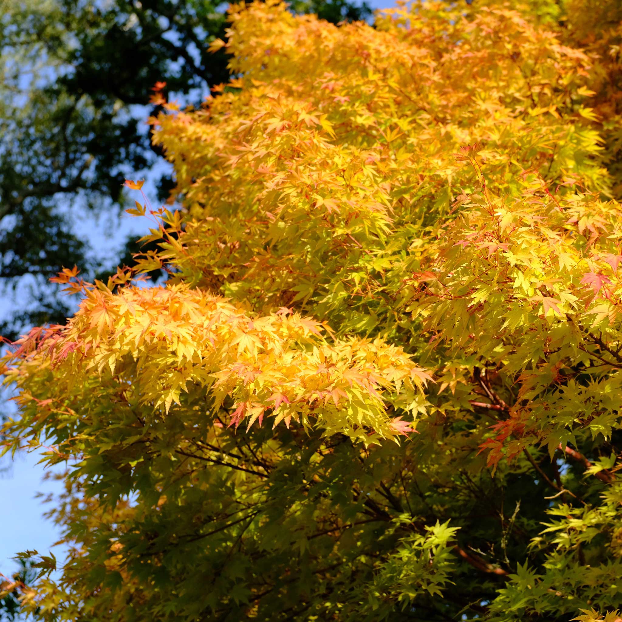 Coral Bark Japanese Maple