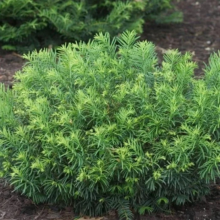 Duke Gardens Japanese Plum Yew