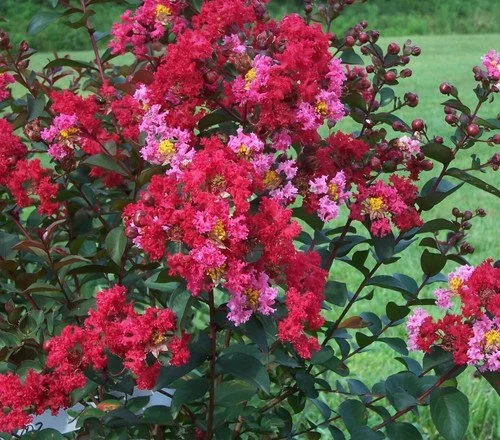 Crapemyrtle-PrincessZoey-bloom-01__78573.jpg