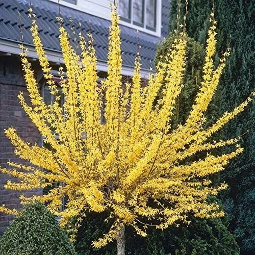 ForsythiaTree3.jpg