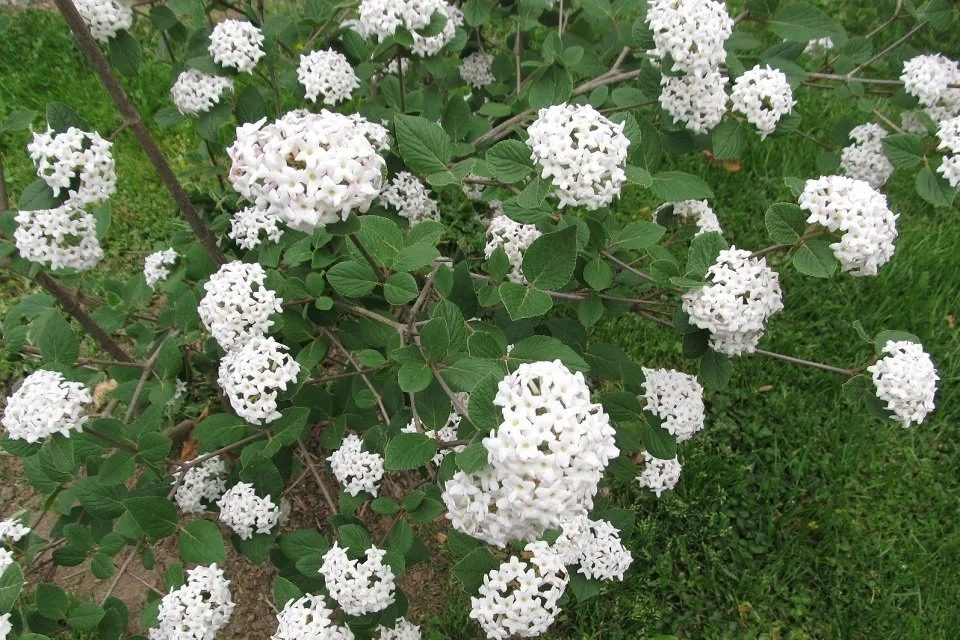 Korean Spice Viburnum