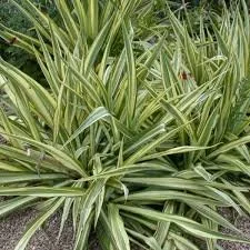 Ivory Tower Yucca - 5 Gallon Container
