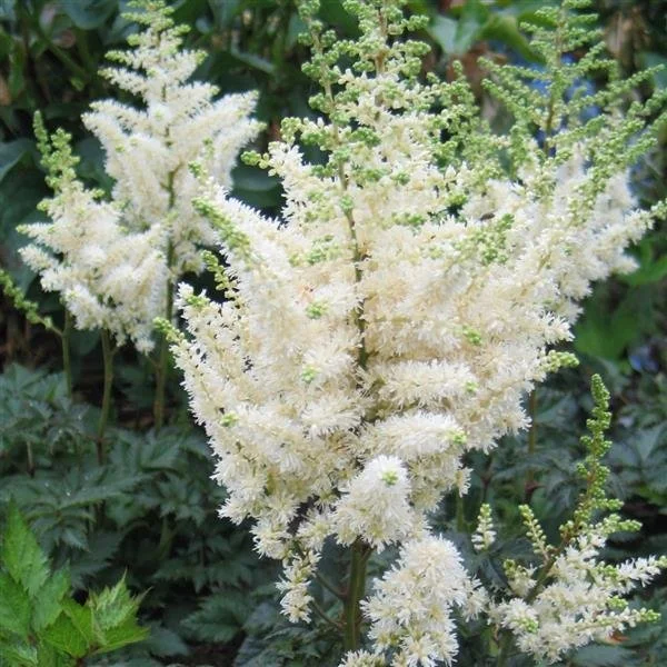Astilbe-chinensis-Vision-in-White.jpg