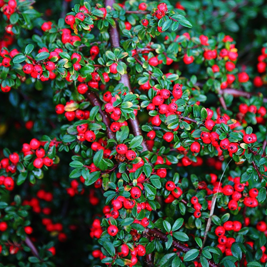 Coral Beauty Cotoneaster - 3 Gallon Container