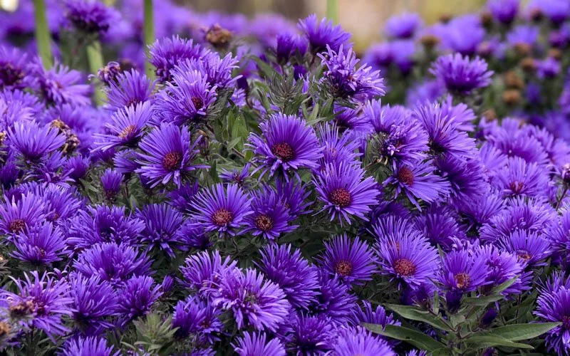 aster-grape-crush-10.jpg