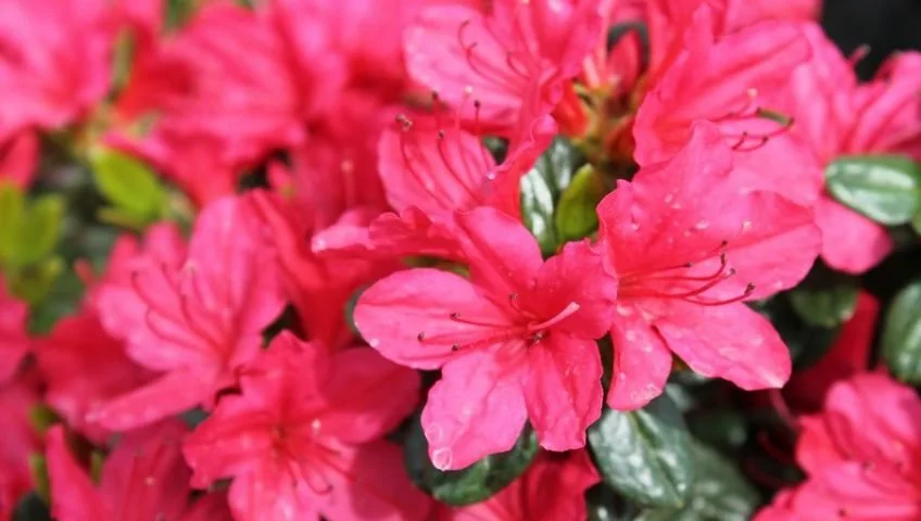 Girard-Crimson-Azalea-848x480.jpg