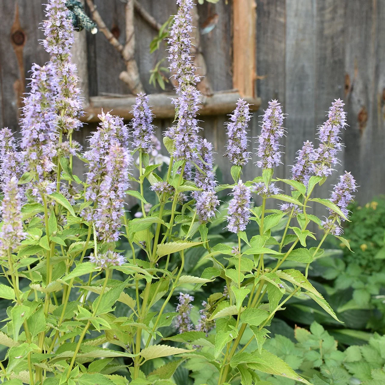 7602fceaweb-horsford-agastache-foeniculum-blue-fortune__23410.jpg