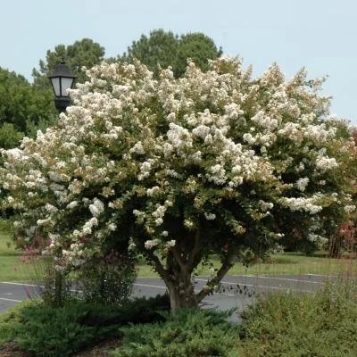 Acoma Crape Myrtle - 7 Gallon Container