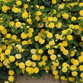 Lantana Landmark Yellow - Ten 4.5 inch Containers