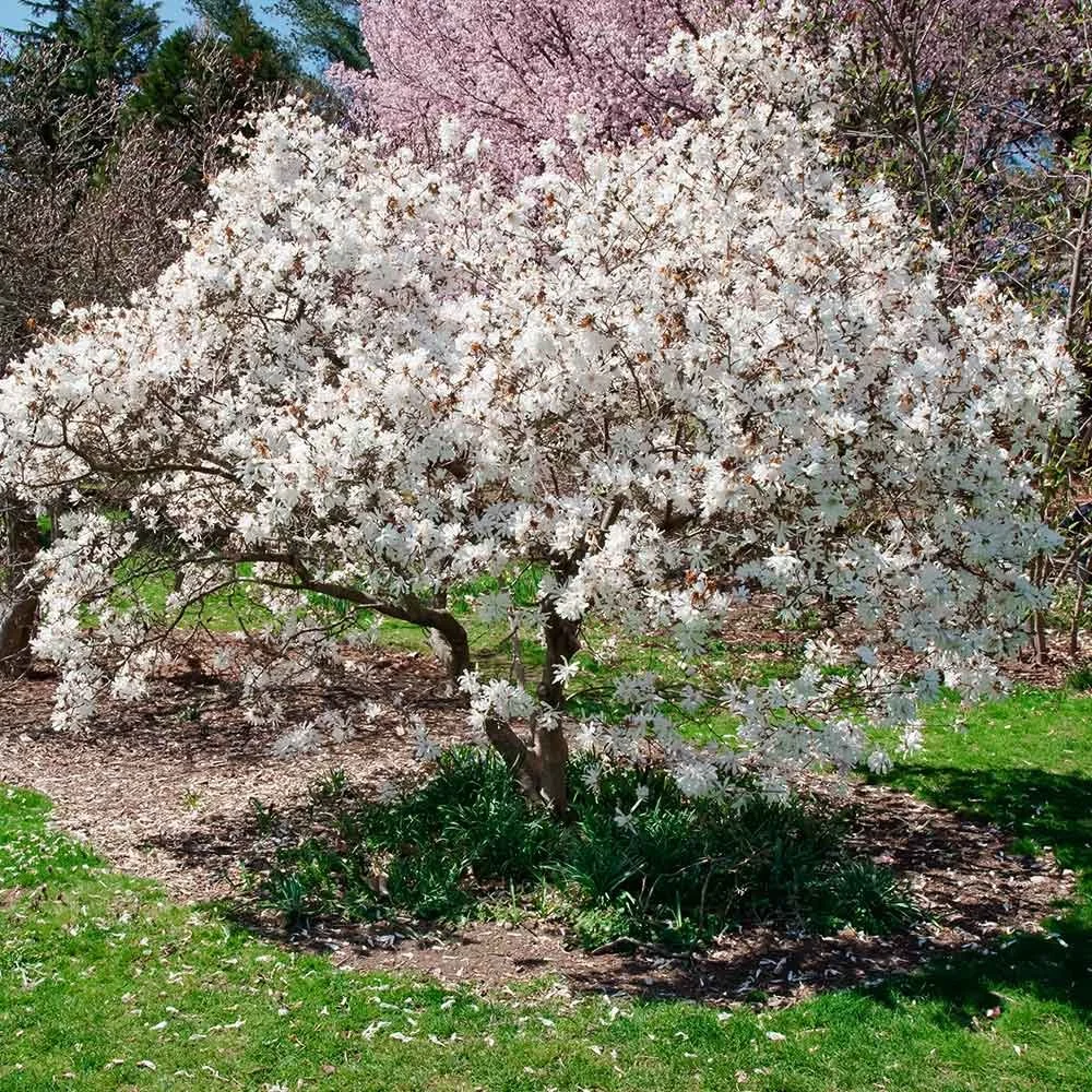 ROyal_Star_Magnolia_1_BB.jpg