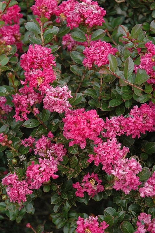 Pocomoke-Crapemyrtle.jpg