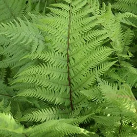 Lady in Red Fern - 1 Gallon Container