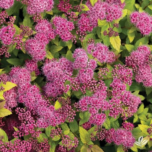 541383_media.MagicCarpetSpirea.default.jpg