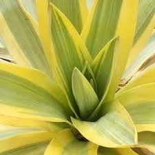 Bright Star Yucca - 5 Gallon Container