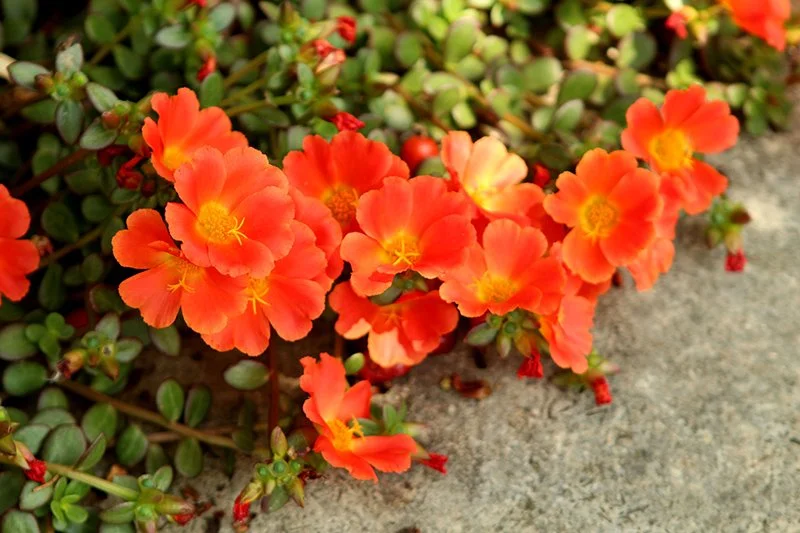 purslane orange.jpg
