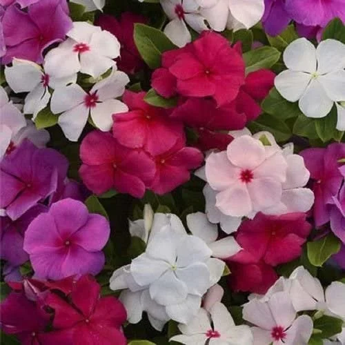Periwinkle Mix - 18 four inch Containers