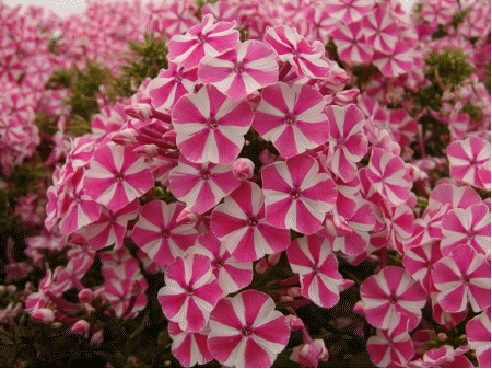 Peppermint Twist Garden Phlox - 1 Gallon Container