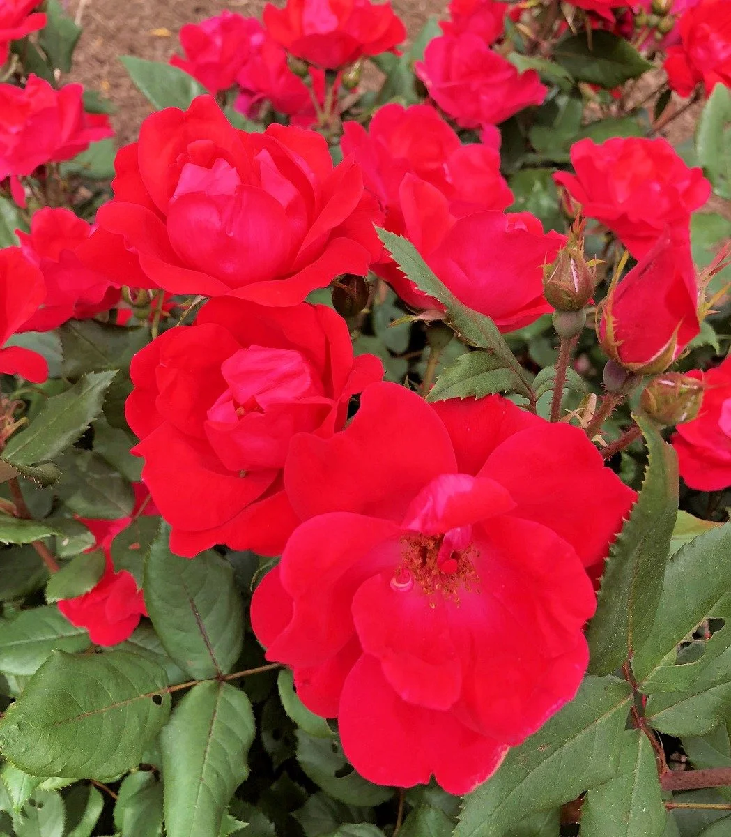 Knock Out Shrub Rose