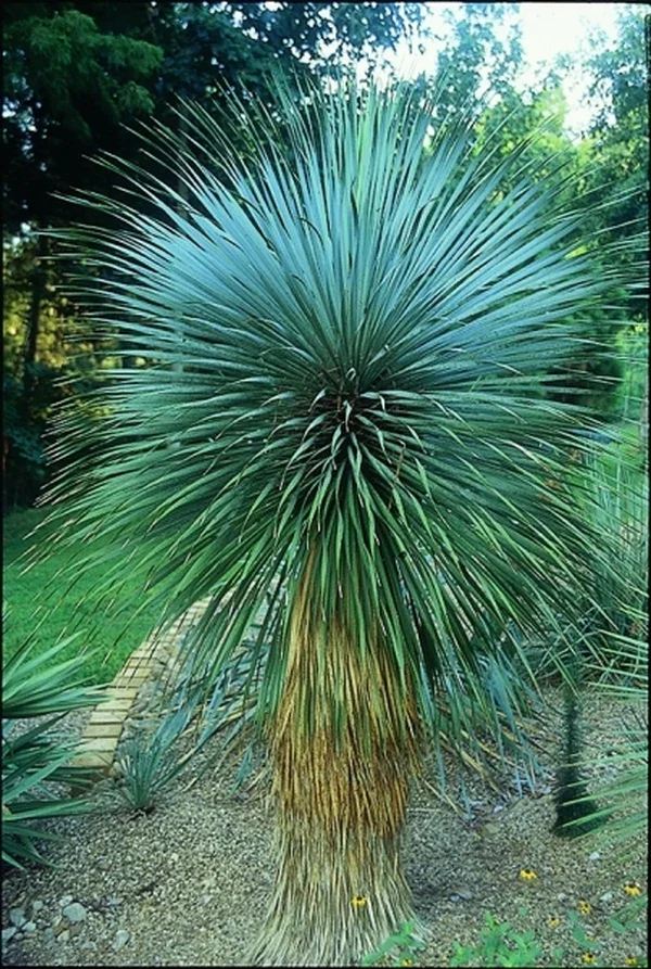 Blue Beaked Yucca