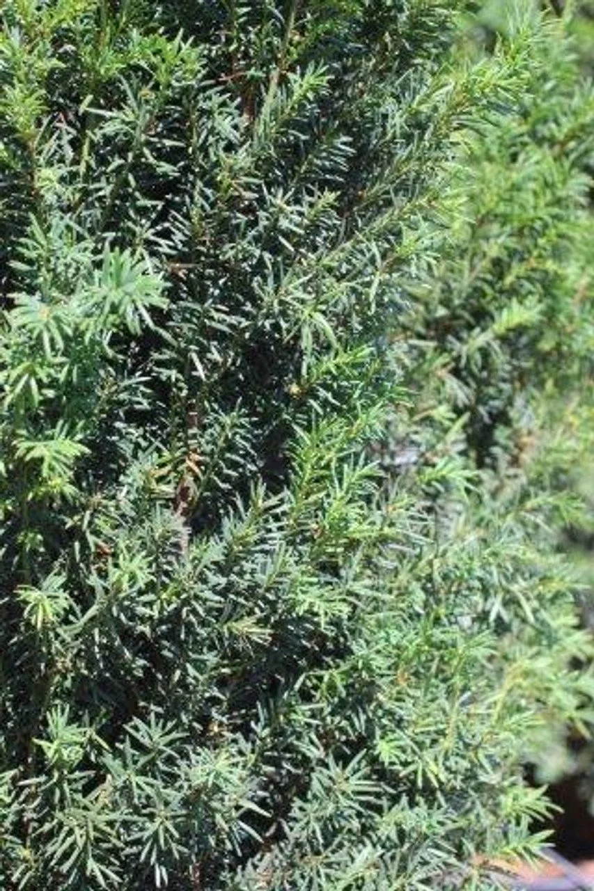 H. M. Eddie Yew - 2 Gallon Container