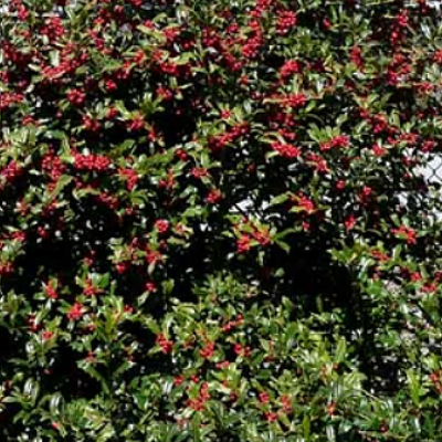 oak-leaf-holly-2.png