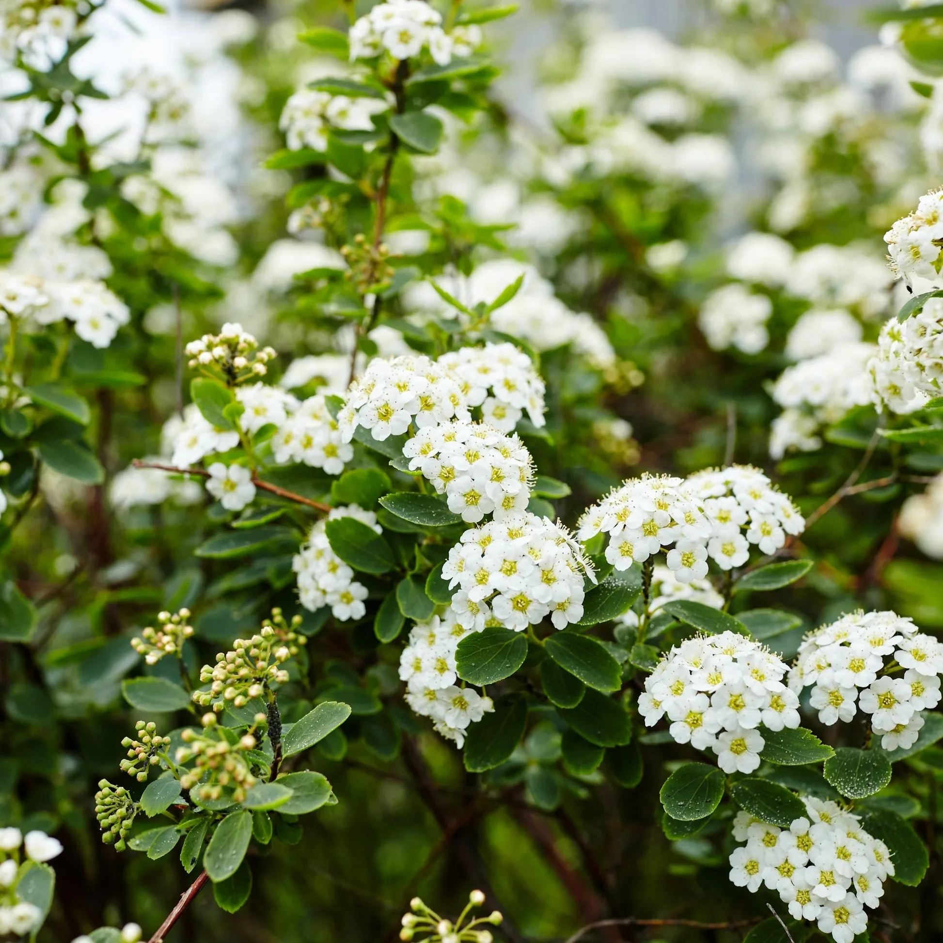 Spiraea-nipponica-Snowmound_floraison_6ed745b2-9274-4958-838a-017daec65c0e.jpg.webp