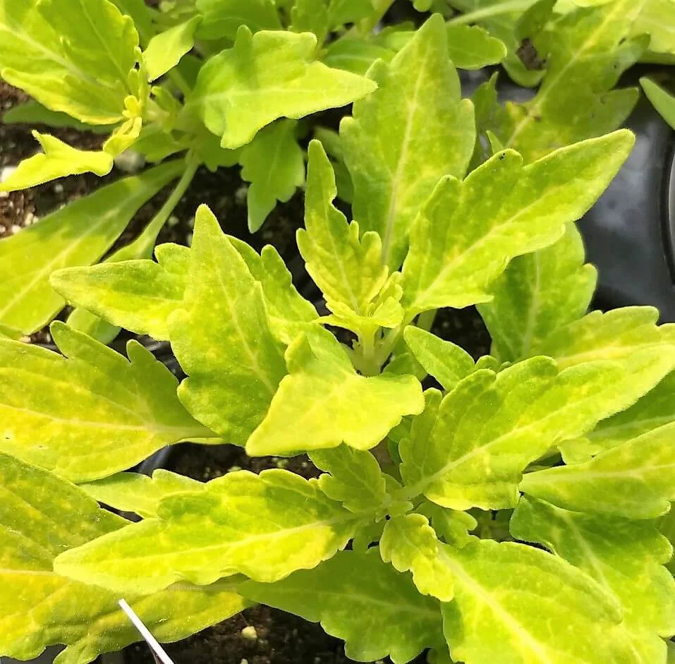 Sun Coleus Salsa Verde - Ten 4.5 inch Containers