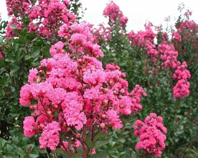 PINKVELOURCRAPEMYRTLE.jpg