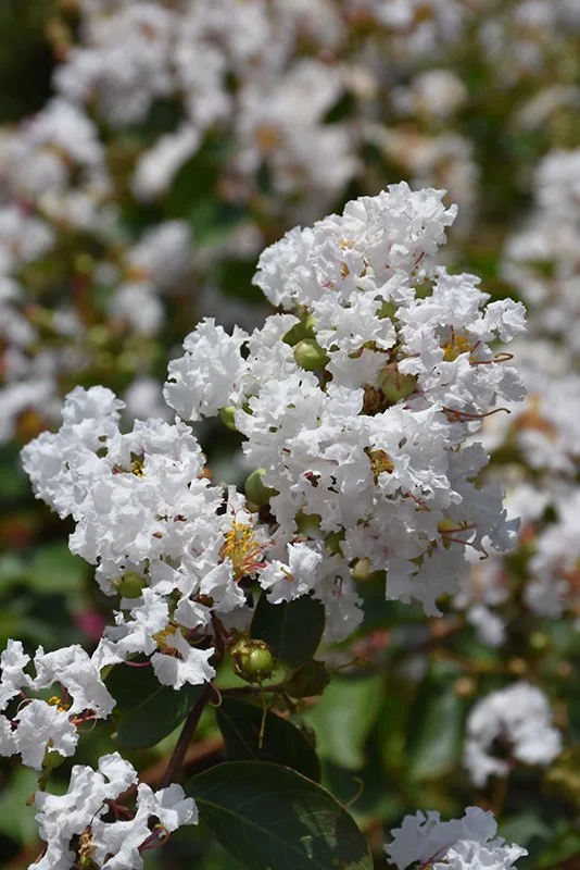 Petite Snow Crape Myrtle - 5 Gallon Container